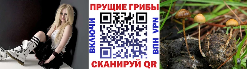 Псилоцибиновые грибы Magic Shrooms  где купить наркоту  даркнет Telegram  Цимлянск 